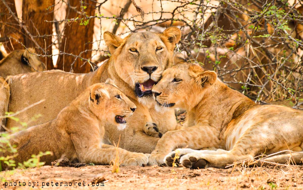 7 DAYS – TARANGIRE, LAKE MANYARA, NGORONGORO, SERENGETI AND LAKE NATRON NATIONAL PARKS