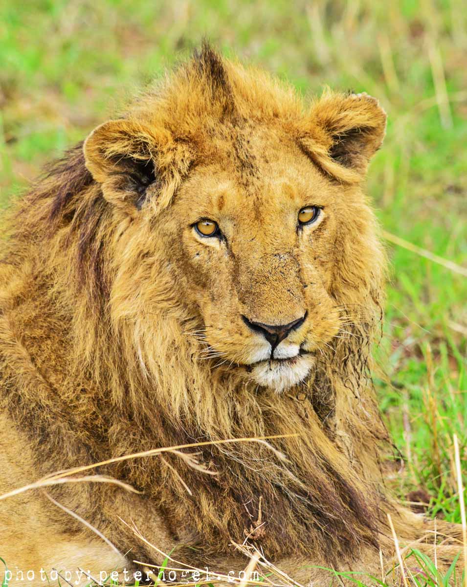2 DAYS – TARANGIRE NATIONAL PARK AND LAKE MANYARA