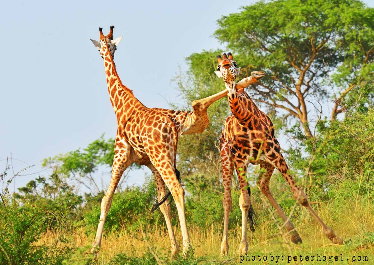 Manyara Lake