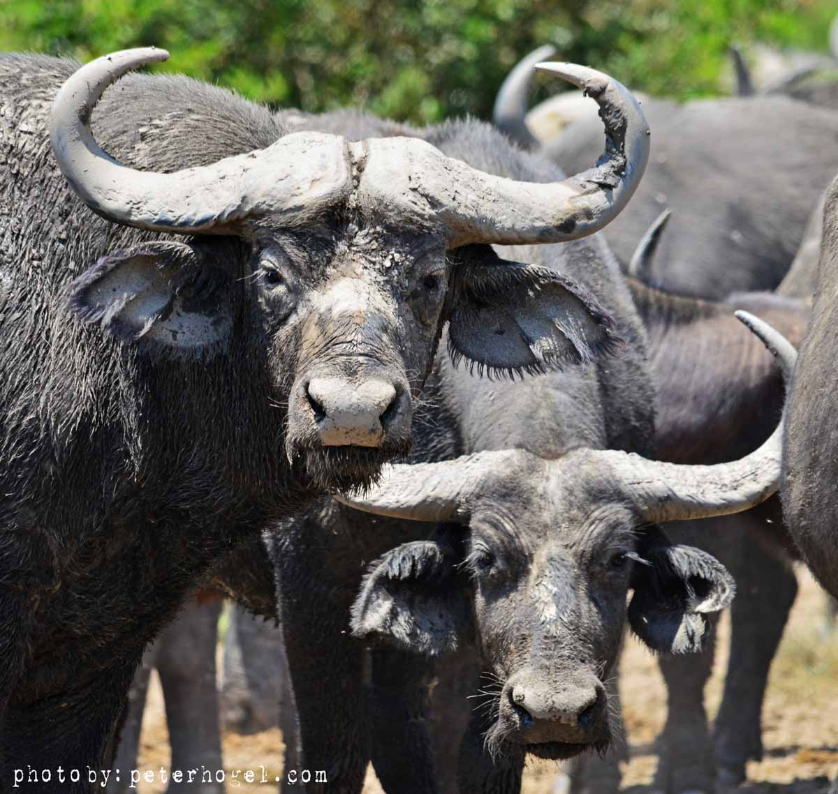 3 DAYS – ARUSHA, TARANGIRE AND NGORONGORO NATIONAL PARKS