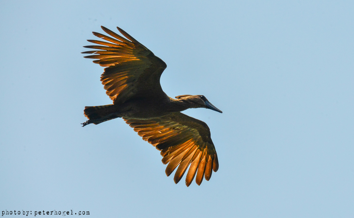 2 DAYS – LAKE MANYARA AND NGORONGORO CRATER