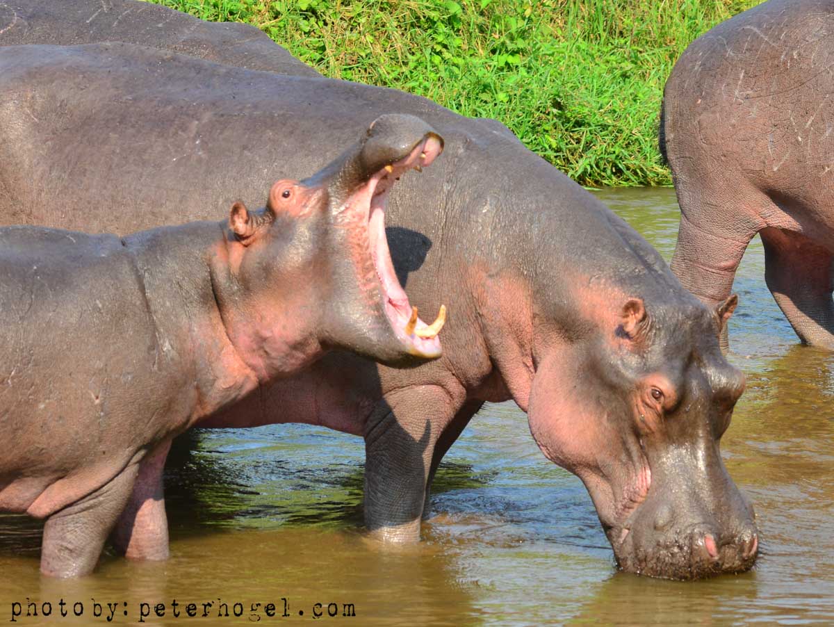 3 DAYS – ARUSHA, TARANGIRE AND NGORONGORO NATIONAL PARKS