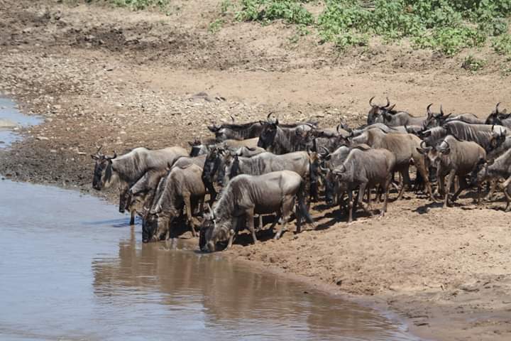 2 DAYS – ARUSHA NATIONAL PARK AND NGORONGORO CRATER