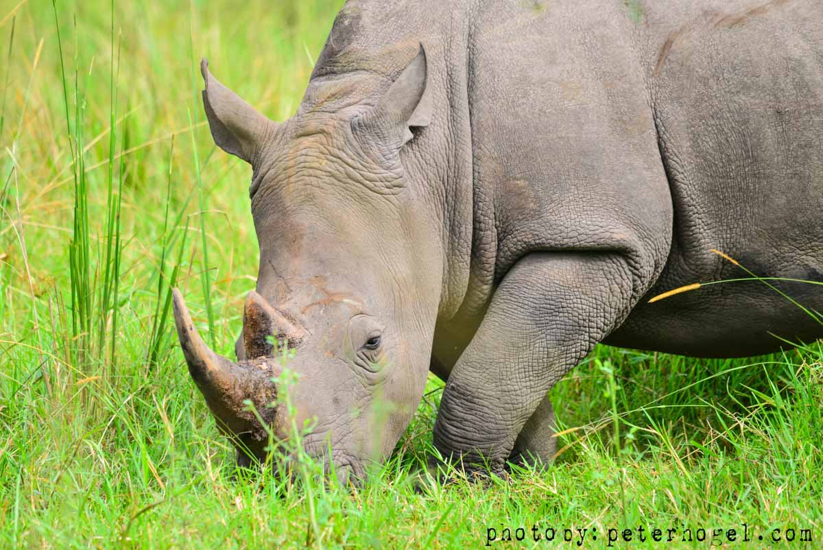 5 DAYS – LAKE MANYARA , SERENGETI AND NGORONGORO NATIONAL PARKS