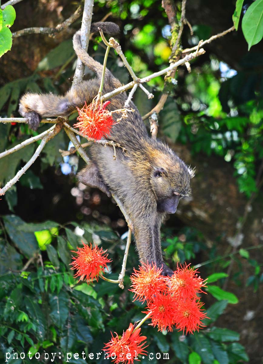 Transfer to Kibale Forest National Park