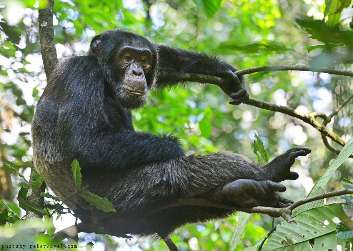 Chimp Tracking and Bigodi Swamp Walk
