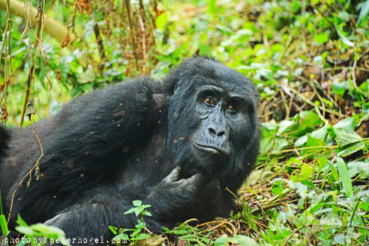 Gorilla Tracking