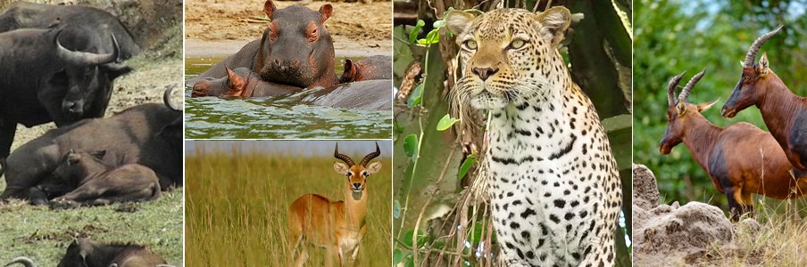 Transfer to Queen Elizabeth National Park