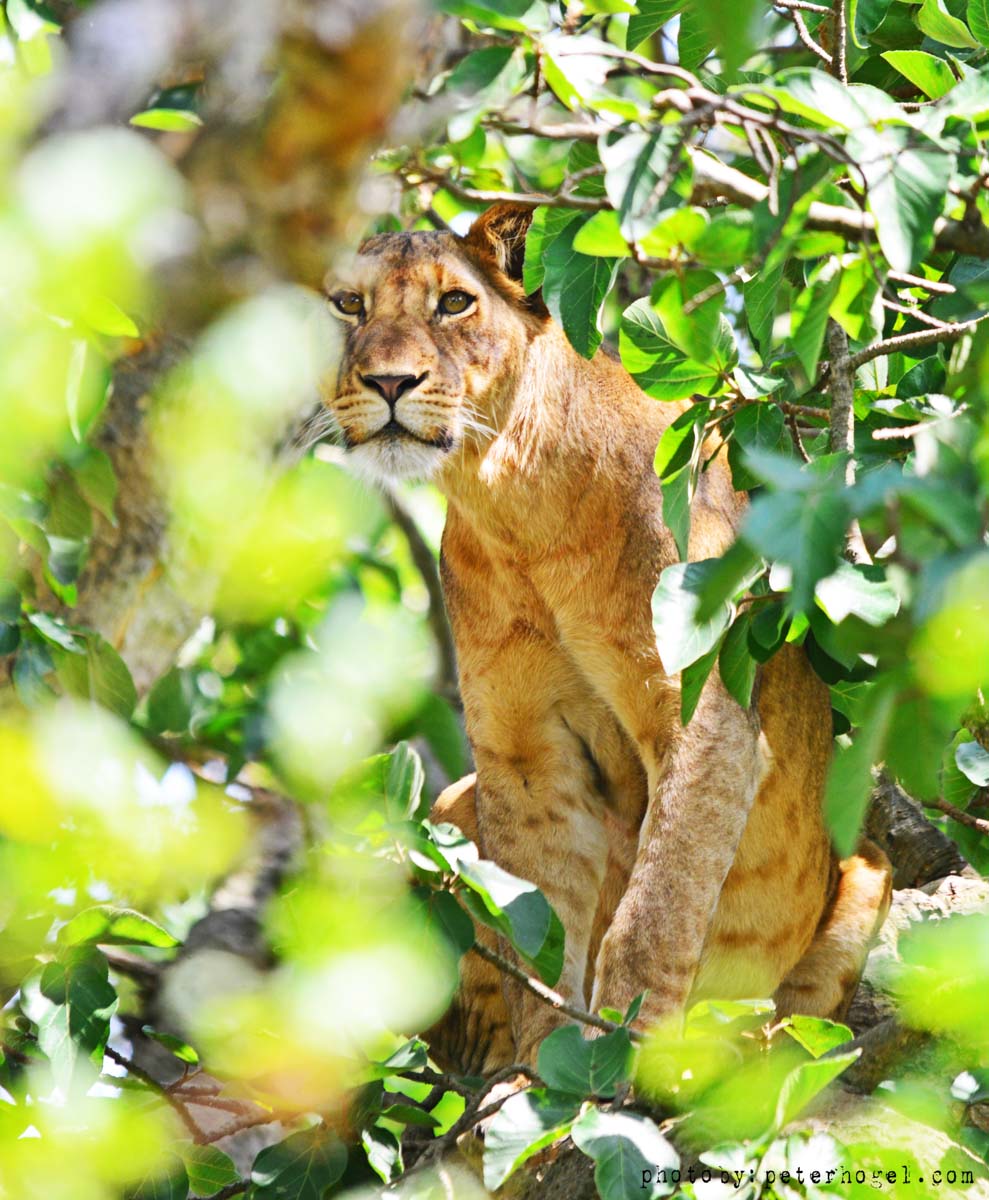 Game Drive to See Tree Climbing Lions