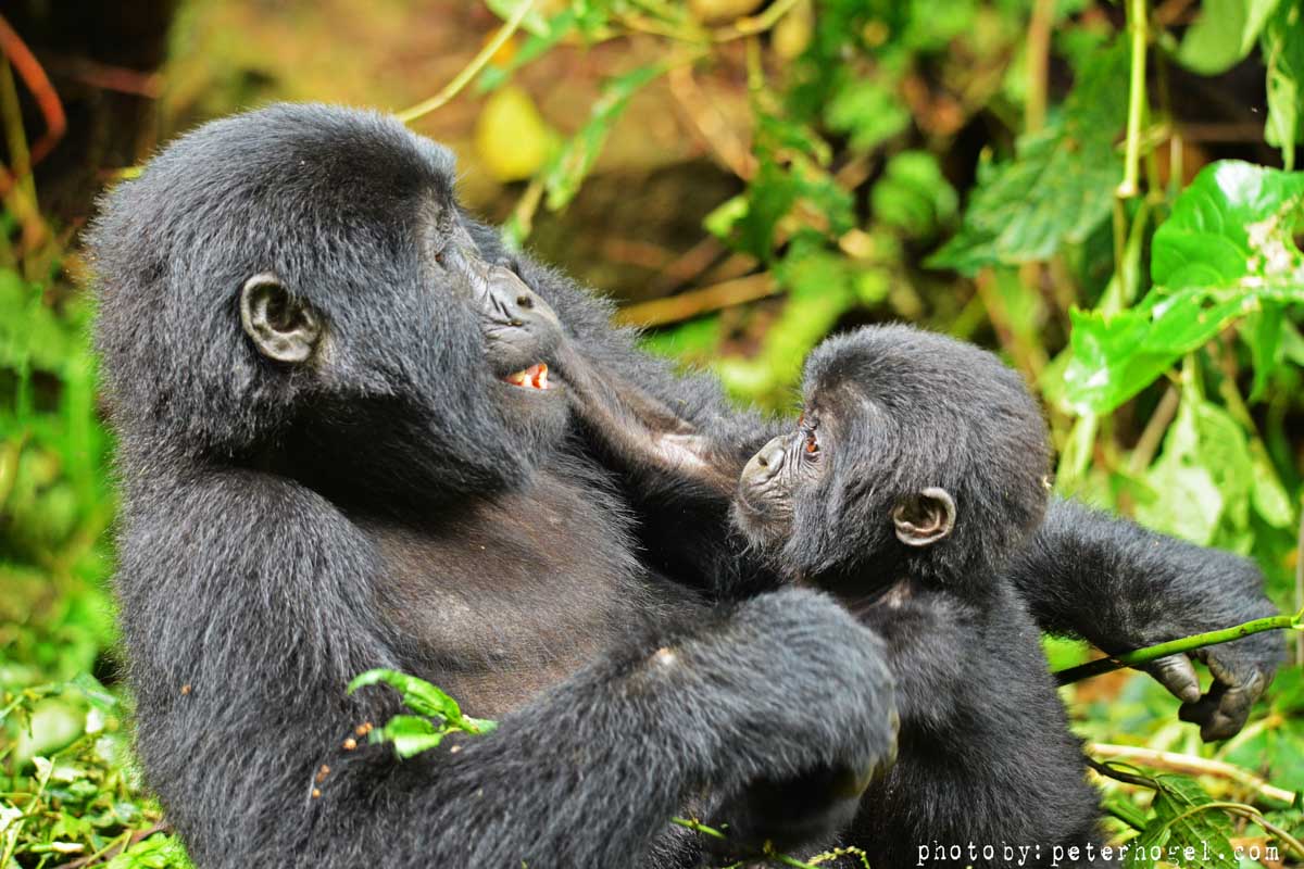 Uganda Tour