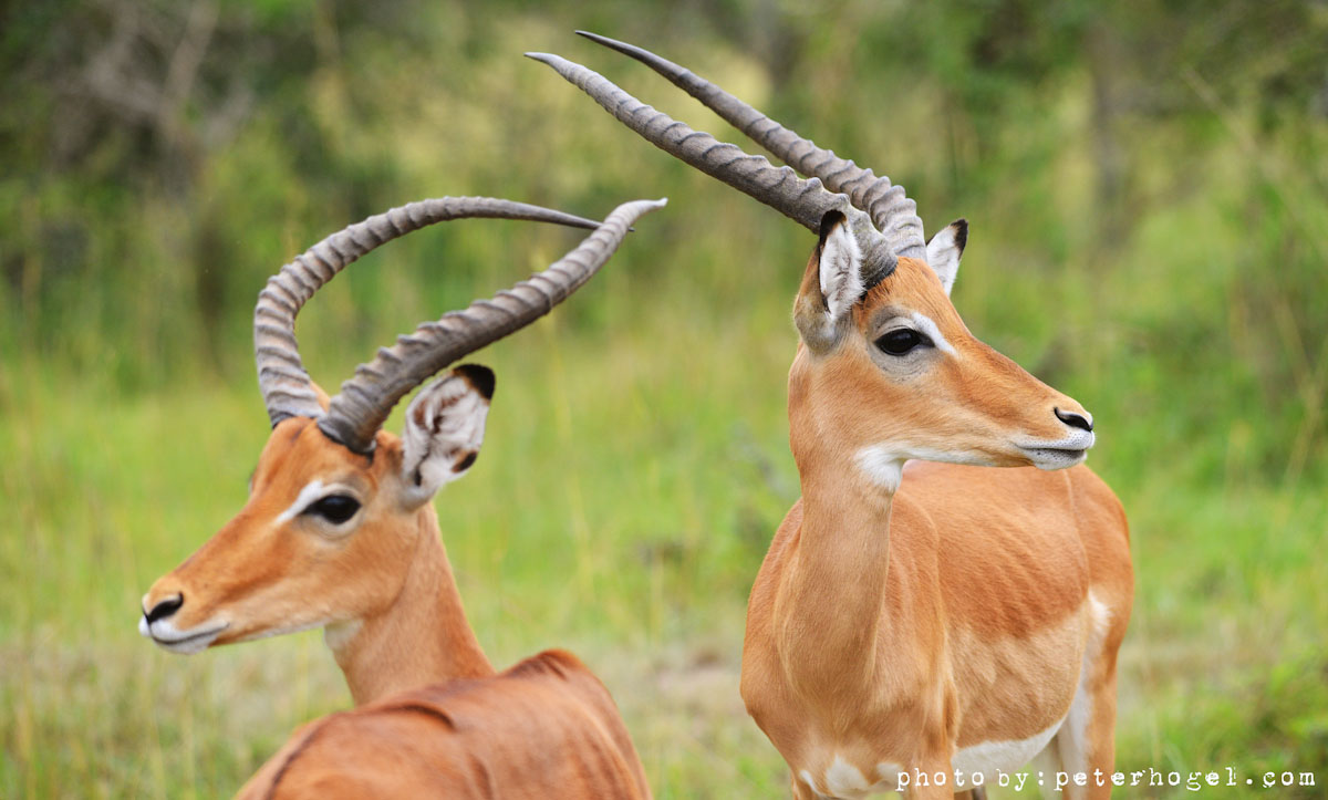 3 DAYS – TARANGIRE NATIONAL PARK, LAKE EYASI AND NGORONGORO NATIONAL PARK