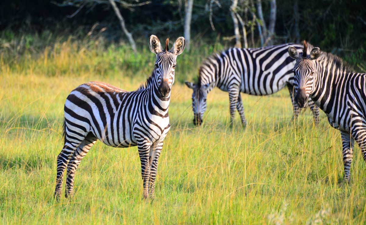 Game Drive to Lake Mburo National Park