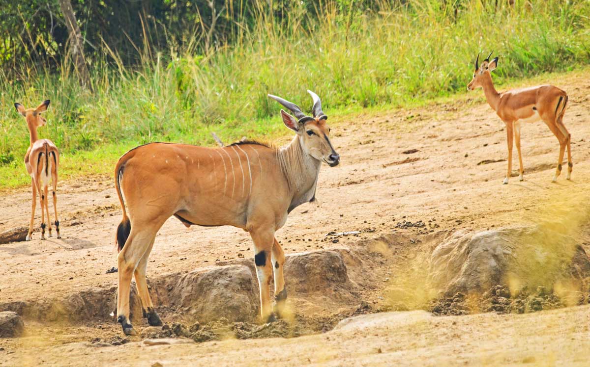 Walking Safari