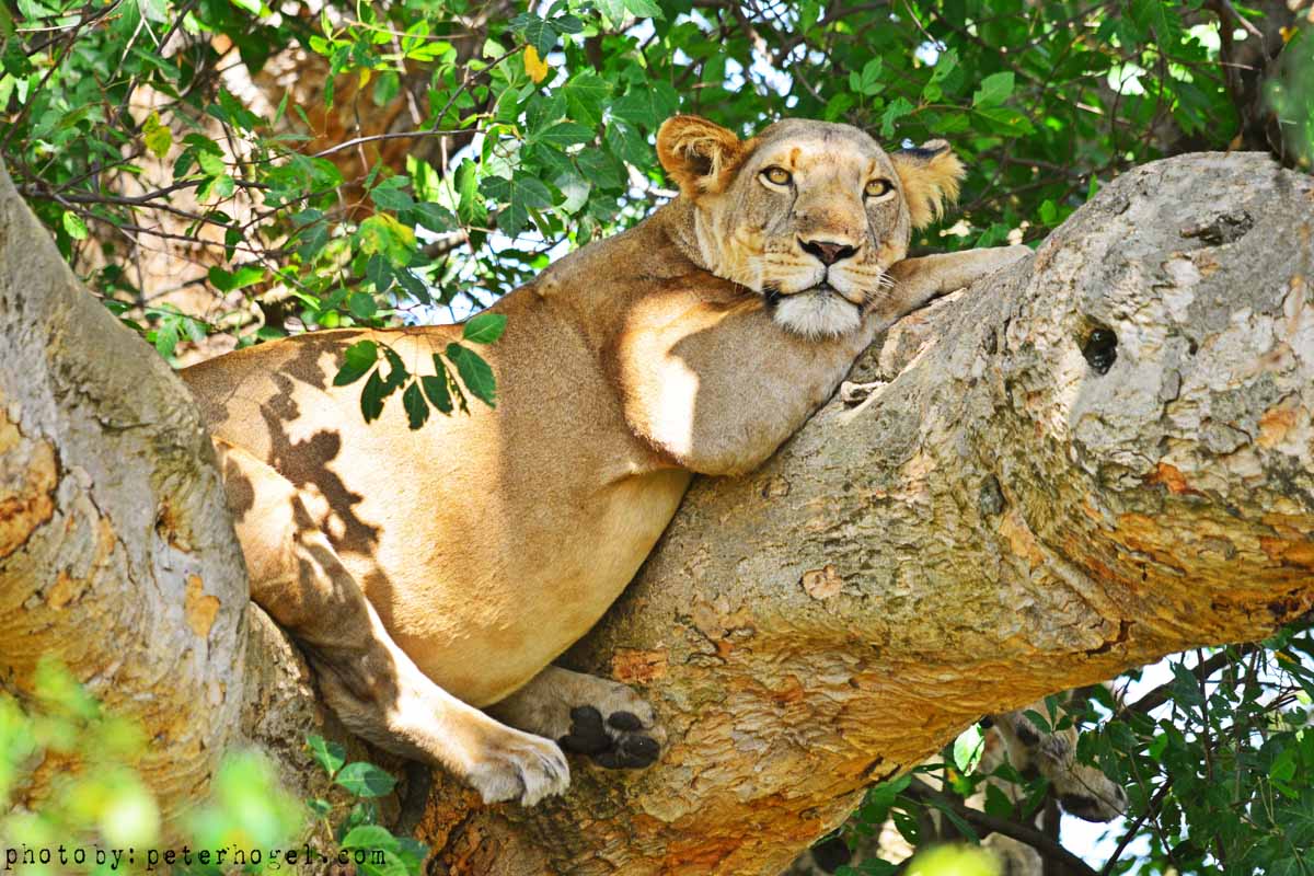 Game Drive & Boat Ride