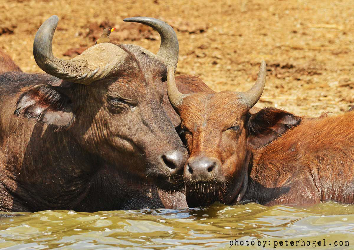 4 DAYS – LAKE MANYARA, NGORONGORO AND SERENGETI NATIONAL PARKS